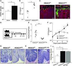 It was developed by a russian software engineer, eugene roshal (the name rar stands for roshal archive) and the rar software is licensed by. Epithelial Cell Hdac3 Expression Protects Against Intestinal Bacterial Download Scientific Diagram