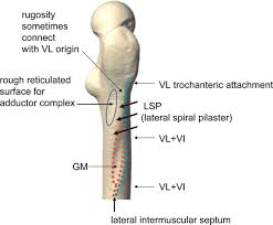 Proximal Femoral Musculoskeletal Morphology Of Chimpanzees And Its Evolutionary Significance A Critique Of Morimoto Et Al 2011 Suwa 2012 The Anatomical Record Wiley Online Library