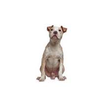 We also offer standard size breeds so please call to inquire. American Bulldog Puppies Petland Pickerington