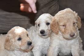 With their breeder, waiting for you! Standard Poodles For Sale Dallas Dog Town Pups Www Dogtownpups Com
