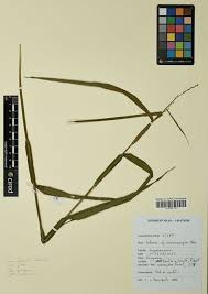 Image result for Scleria foliosa