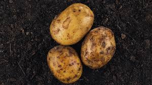 Schauen später die ersten triebe heraus, wird eine neue erdschicht darüber gehäufelt. Kartoffeln Pflanzen Im Beet Und Im Topf Ndr De Ratgeber Garten Nutzpflanzen