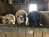 Fronserth Farm Alpacas | Llandrindod Wells