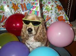 Dog Wearing Sunglasses Birthday Hat Birthday Sunglasses Birthday Hat Wedding Party
