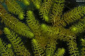 Image result for Aldrovanda vesiculosa