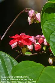 Image result for Clerodendrum umbellatum