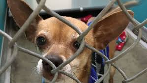 Leese created the pet adoption center julia's jungle to help animals in jeopardy of euthanasia at the local shelters. What Inland Northwest Animal Shelters Are Doing Amid Coronavirus Outbreak Krem Com