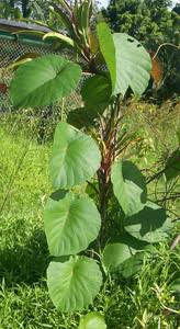 Image result for Merremia palmata