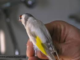 صور لكل أنواع الطفرات عند طائر الحسون parrot animals