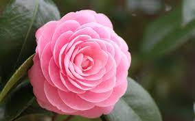 Beautiful cute wallpaper hd flowers. Cute Roses Hd Wallpapers Wallpaper Cave