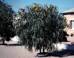 Salmon gum tree, named for its salmon colored bark in summer. Red Capped Gum La Urban Forest Program Inaturalist