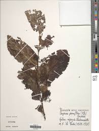 Image result for Psydrax parviflora