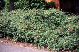 Image result for Cotoneaster