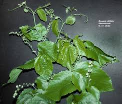 Image result for Gouania