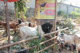 Jenis kambing ini banyak tersebar di pantai utara jawa seperti cirebon dan semarang, juga banyak dipelihara di daerah gunung kidul, yogyakarta. Meski Mahal Kambing Etawa Paling Diburu Untuk Kurban Antara News