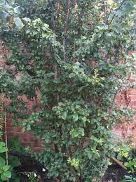 Garden Answers Plant Identification App Plant Identification App Plants Plant Identification