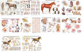 Equine Laminated Chart Bundle Set Of 10 Posters