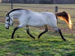 Discover buckskin horses for sale in texas on america's biggest equine marketplace. Silver Buckskin Rare Horses Rare Horse Colors Buckskin Horses For Sale