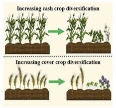 Research | Soil Management Lab