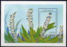 Image result for Bolusiella