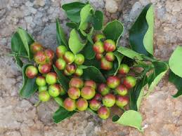 Image result for Carissa spinarum