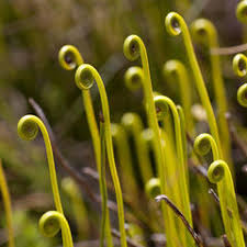 Image result for Schizaea pectinata