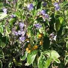Golden dew drop, sky flower, pigeon berry (duranta erecta) is native to arizona, california, florida, louisiana, texas (counties: Buy Duranta Repens Variegata Espalier D Erecta D Plumieri Online Bamboo Pipeline