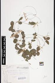 Image result for Macrotyloma tenuiflorum