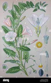 Image result for Convolvulus farinosus