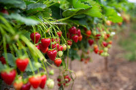 Pick-Your-Own Farms In and Around Swindon | PYO Swindon