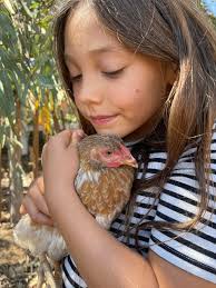 Free! 2-3 year old hens I am looking to rehome! I have about 15 available,  free range, raised