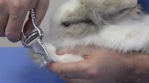 Certains meurent sur le coup. Comment Couper Les Griffes De Son Lapin Youtube