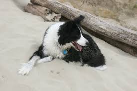 Thinking of breeding border collies? Pua In Oregon One Of My Sweet Border Collies Border Collie Pictures Crazy Dog Lady World Cutest Dog