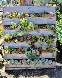 Succulentcity On Instagram Who Knew That An Old Woodenpallet Could Make Such A Pre Succulent Garden Design Vertical Succulent Gardens Succulent Wall Garden