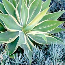 Image result for Agave
