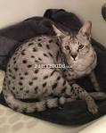Available savannah kittens|f1 & f2 savannahs|Iwanna Savannah