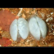 Image result for Galeomma