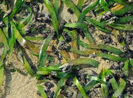 Image result for Thalassia hemprichii