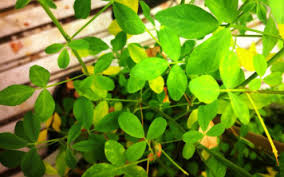 Image result for Alfalfa mosaic virus