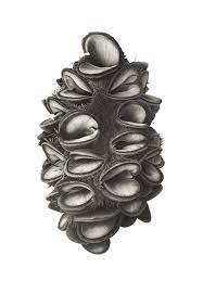 Banksia Seed Head S Blaxill Charcoal Drawing Nature Art Drawings Monochrome Art