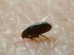 How long the dog can go with water is going to depend on several factors, including what is causing the illness to start with. How To Prepare For Flea Control Service