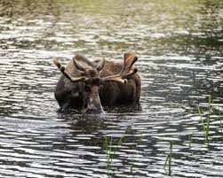 Check spelling or type a new query. Moose Exploring The North Shore Visitor S Guide And Podcast