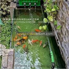 Memilih bibit ikan koi yang baik dan berkualitas tergantung dari indukan yang jelas, kolam breeder yang sehat dan terawatt dan keindahan ikan koi. Trickle Filter Small 4 Susun Filter Kolam Koi Solusi Kolam