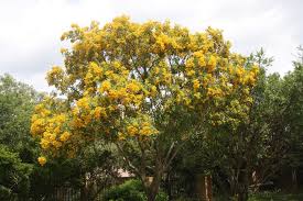 Image result for Pterocarpus rotundifolius