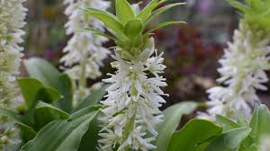 Image result for Eucomis