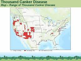 Thousand Cankers Disease Walnut Twig Beetle Fungal Disease