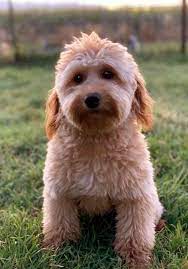 Goldendoodles Teacup Goldendoodle Puppies Precious Doodle Dogs Doodle Dog Goldendoodle Goldendoodle Puppy