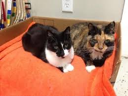 Lakeside animal hospital was founded in 1958. Lakeside Animal Hospital Pc 2645 Union Lake Road Commerce Charter Township Reviews And Appointments Topvet