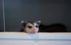 Pin By Sonja Baker On Opossum Possum Awesome Possum Opossum Marsupial