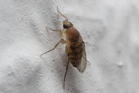 Sie sind beide etwa 6 mm groß. Fliegen In Der Wohnung Plage Insekten Schadlinge